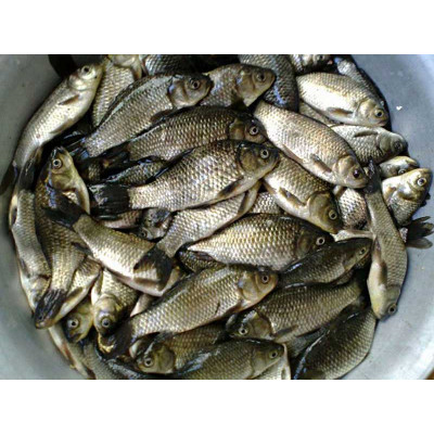 Живец Живец